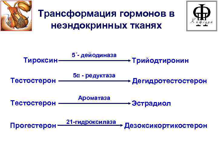 Трансформация гормонов в неэндокринных тканях Тироксин Тестостерон Прогестерон 5΄- дейодиназа 5α - редуктаза Ароматаза