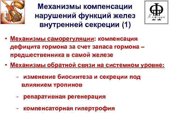 Механизмы компенсации нарушений функций желез внутренней секреции (1) • Механизмы саморегуляции: компенсация дефицита гормона