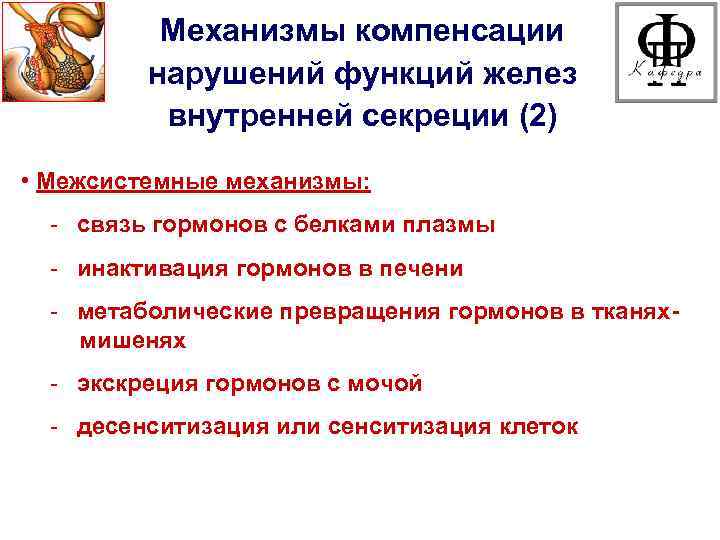 Механизмы компенсации нарушений функций желез внутренней секреции (2) • Межсистемные механизмы: - связь гормонов