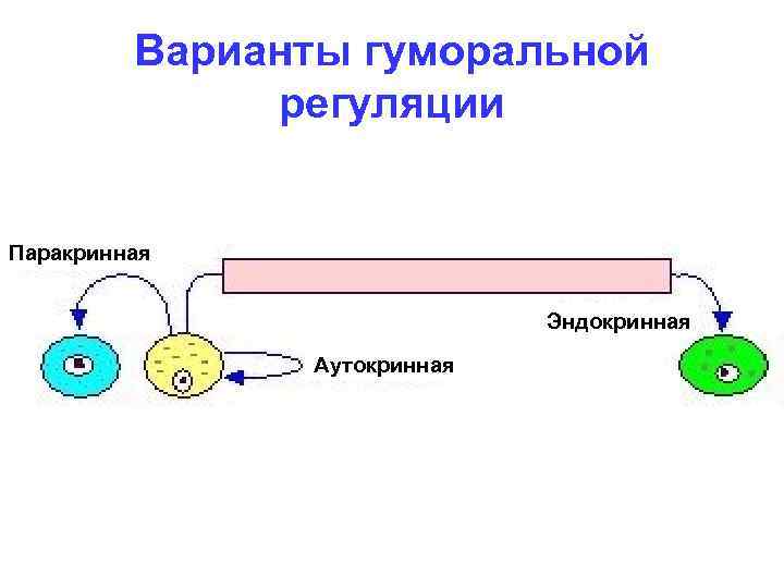 Варианты гуморальной регуляции Паракринная Эндокринная Аутокринная 