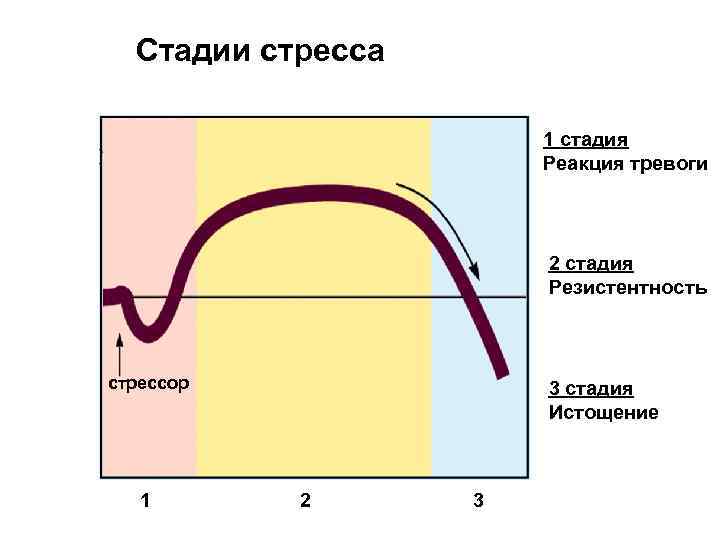 Стадии стресса 1 стадия Реакция тревоги 2 стадия Резистентность стрессор 1 3 стадия Истощение