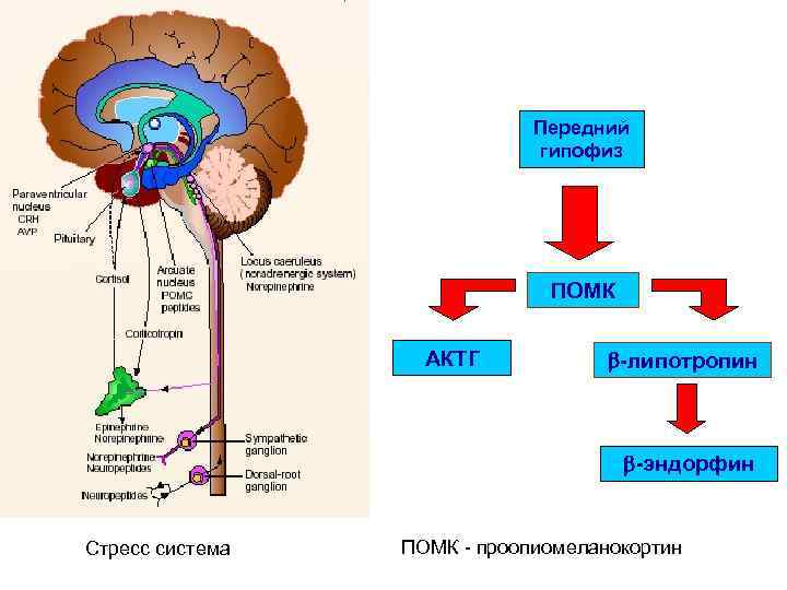 Передний гипофиз ПOMК АКТГ -липотропин -эндорфин Стресс система ПОМК - проопиомеланокортин 