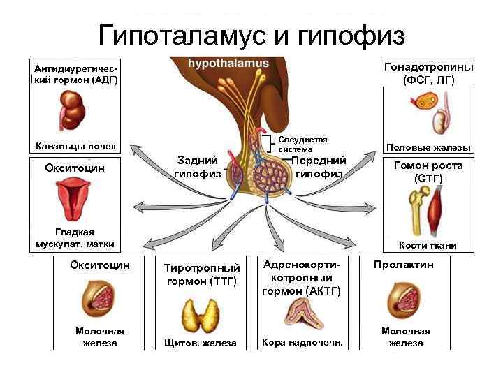 Гипоталамус и гипофиз Гонадотропины (ФСГ, ЛГ) Антидиуретический гормон (АДГ) Канальцы почек Окситоцин Задний гипофиз