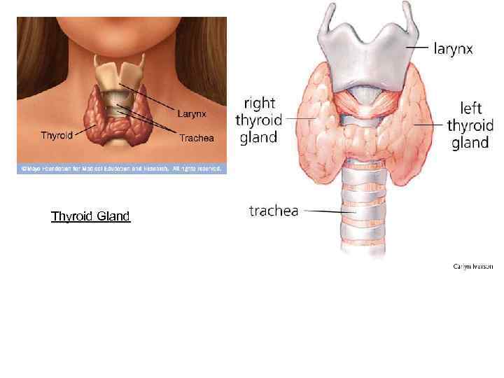 Thyroid Gland 