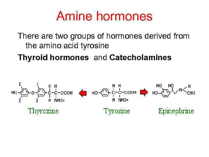 Amine hormones There are two groups of hormones derived from the amino acid tyrosine