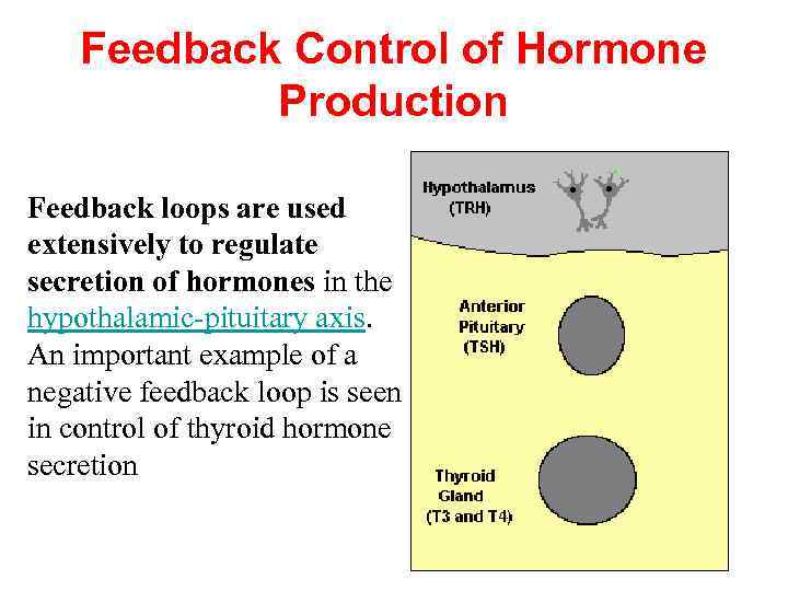 Feedback Control of Hormone Production Feedback loops are used extensively to regulate secretion of