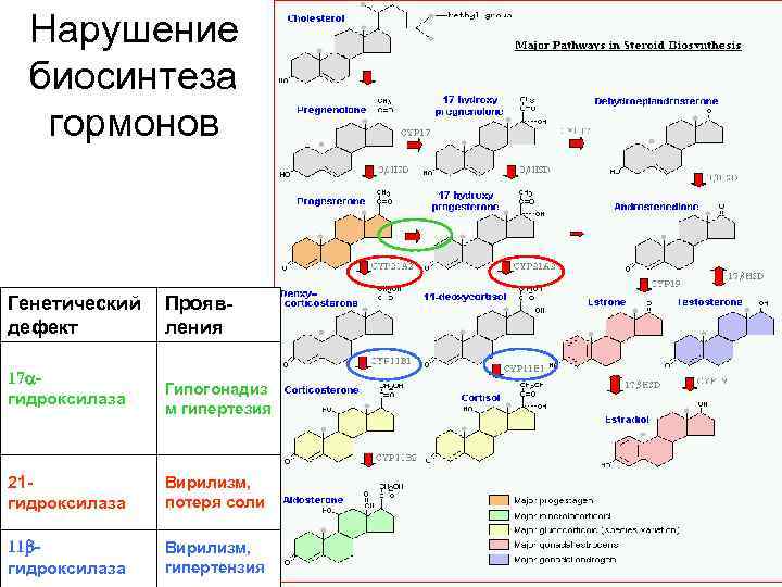 Нарушение биосинтеза гормонов Генетический Проявдефект ления 17 гидроксилаза Гипогонадиз м гипертезия 21 гидроксилаза Вирилизм,
