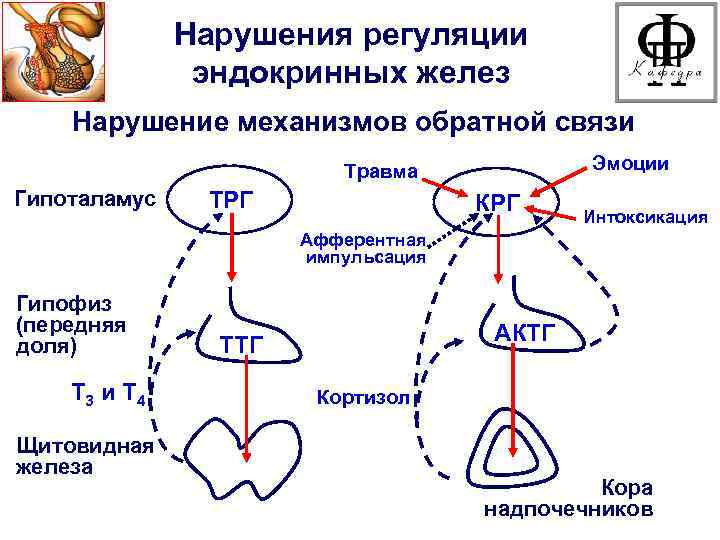 Нарушения регуляции эндокринных желез Нарушение механизмов обратной связи Эмоции Травма Гипоталамус ТРГ КРГ Интоксикация