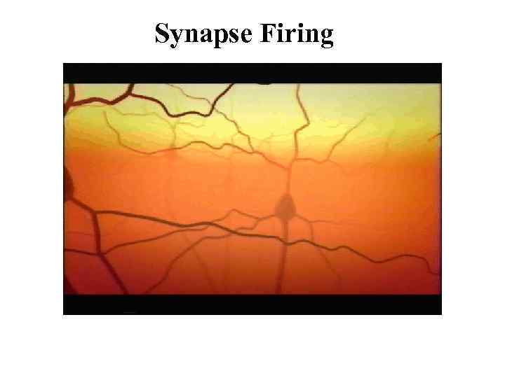 Synapse Firing Neurons 