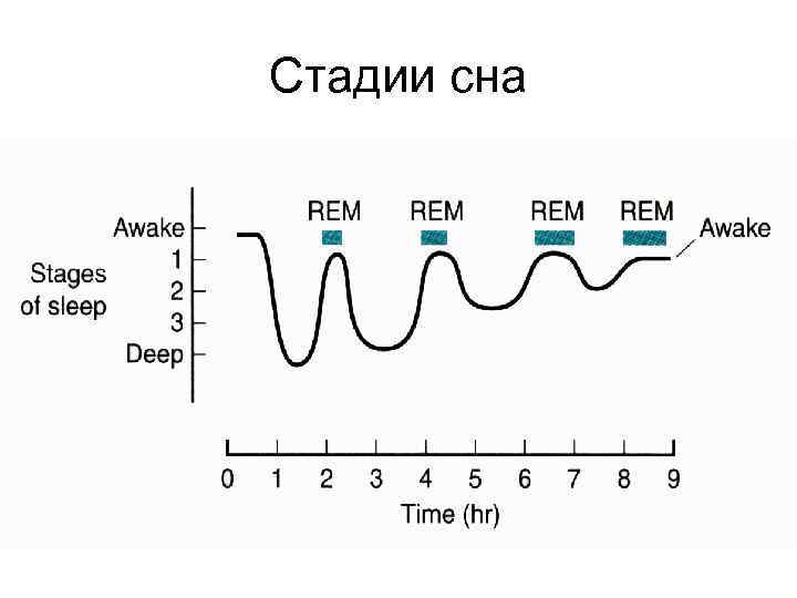 Стадии сна 