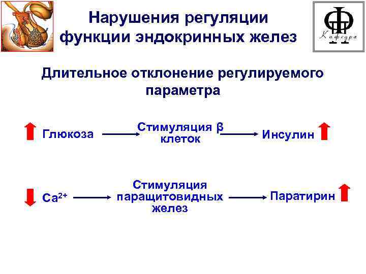 Патофизиология паращитовидных желез презентация