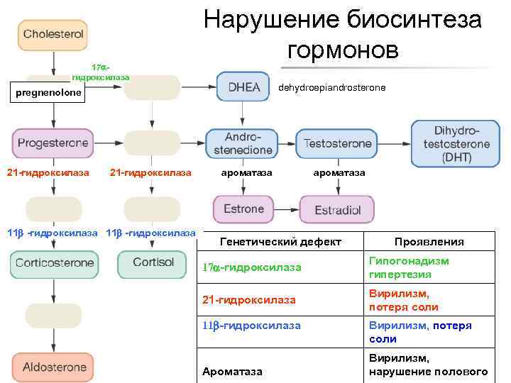 Adrenal 17 гидроксилаза Нарушение биосинтеза Cortex: Steroid Hormone гормонов dehydroepiandrosterone pregnenolone 21 -гидроксилаза Production