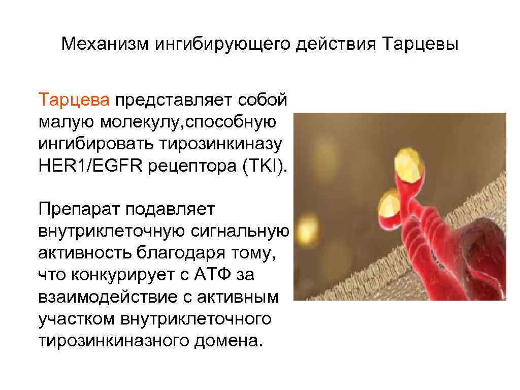 Механизм ингибирующего действия Тарцевы Тарцева представляет собой малую молекулу, способную ингибировать тирозинкиназу HER 1/EGFR