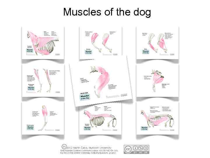 Muscles of the dog 2012 Martin Cake, Murdoch University Shared under Creative Commons Licence