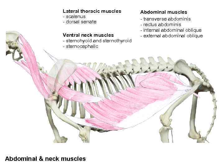 Lateral thoracic muscles - scalenus - dorsal serrate Ventral neck muscles - sternohyoid and