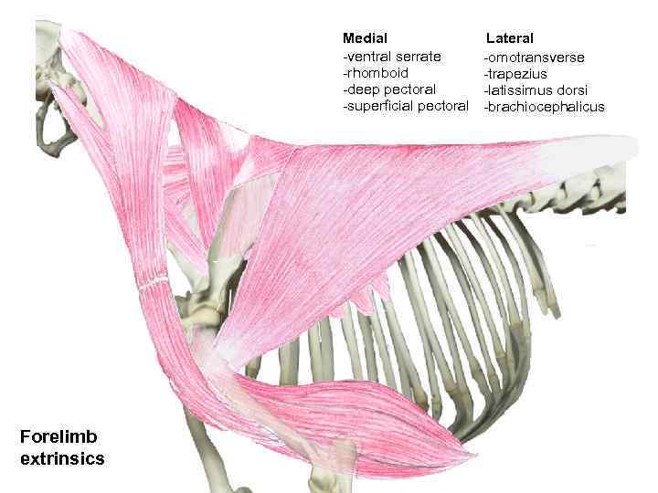 Medial -ventral serrate -rhomboid -deep pectoral -superficial pectoral Forelimb extrinsics Lateral -omotransverse -trapezius -latissimus