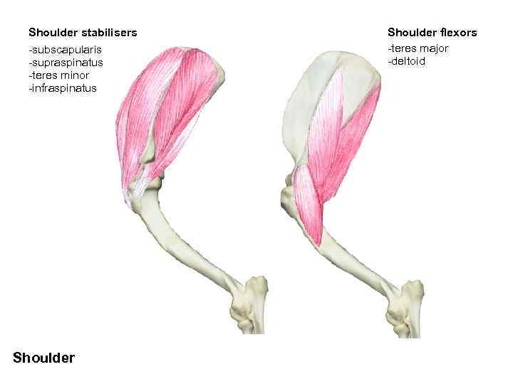 Shoulder stabilisers -subscapularis -supraspinatus -teres minor -infraspinatus Shoulder flexors -teres major -deltoid 