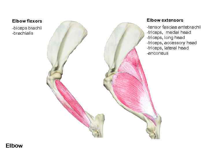 Elbow flexors -biceps brachii -brachialis Elbow extensors -tensor fasciae antebrachii -triceps, medial head -triceps,