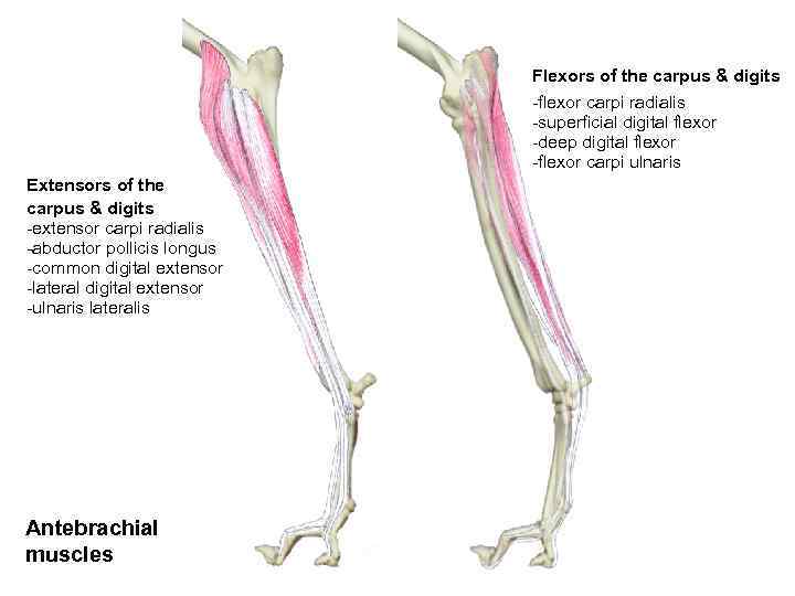 Flexors of the carpus & digits -flexor carpi radialis -superficial digital flexor -deep digital