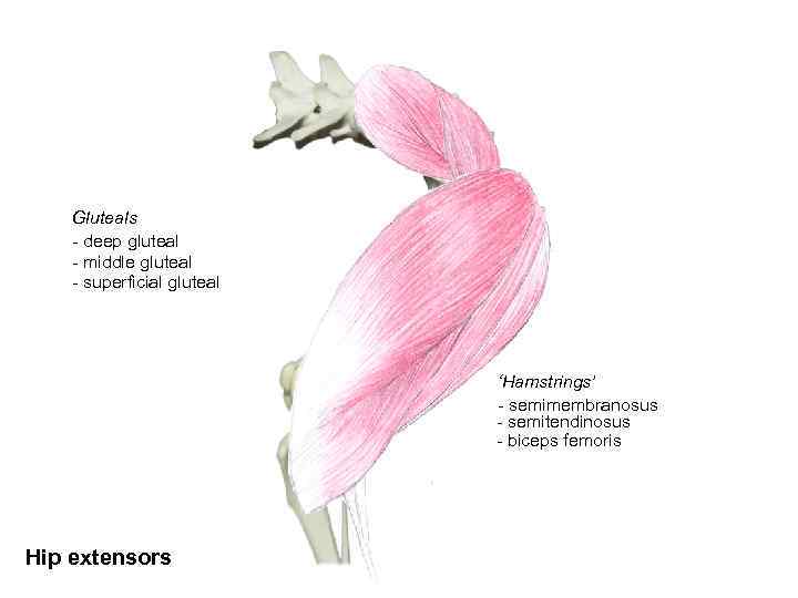 Gluteals - deep gluteal - middle gluteal - superficial gluteal ‘Hamstrings’ - semimembranosus -