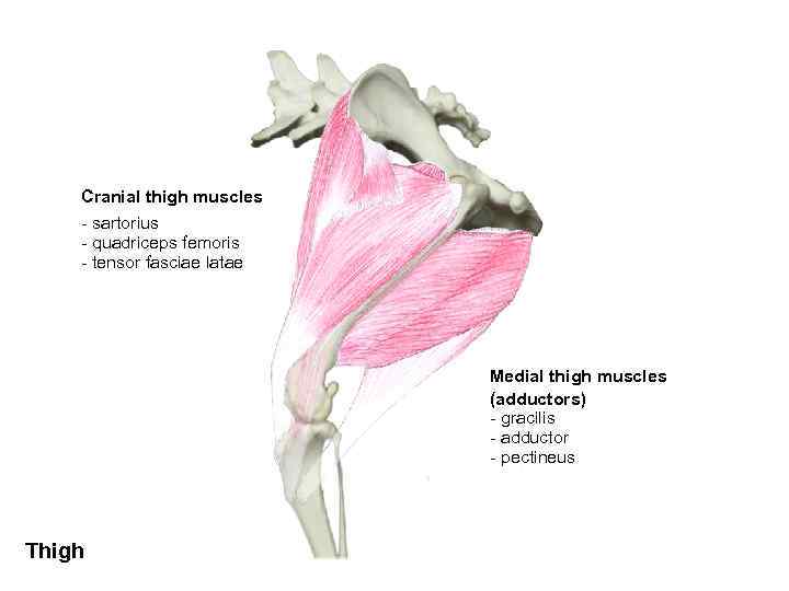 Cranial thigh muscles - sartorius - quadriceps femoris - tensor fasciae latae Medial thigh