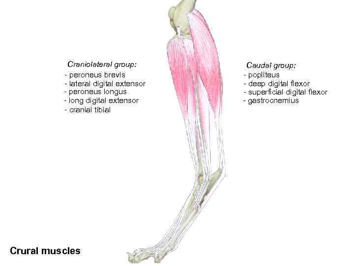 Craniolateral group: - peroneus brevis - lateral digital extensor - peroneus longus - long