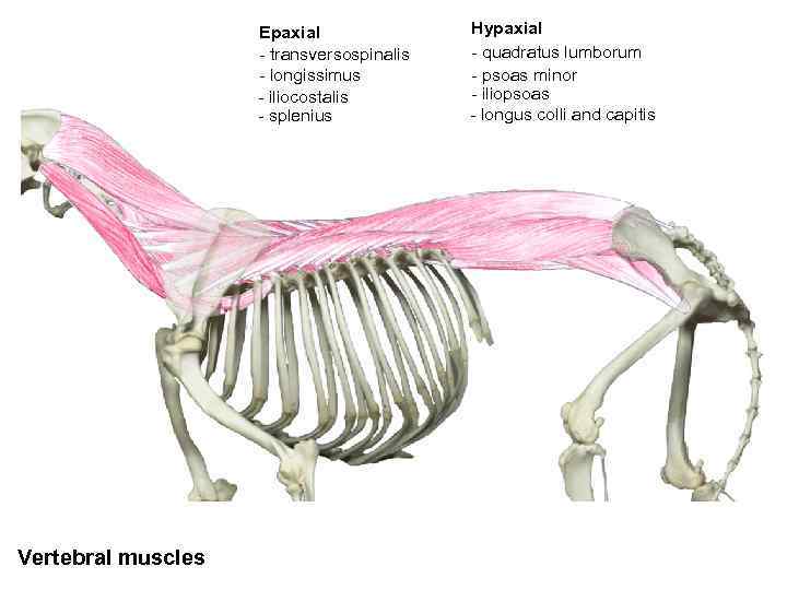 Epaxial - transversospinalis - longissimus - iliocostalis - splenius Vertebral muscles Hypaxial - quadratus