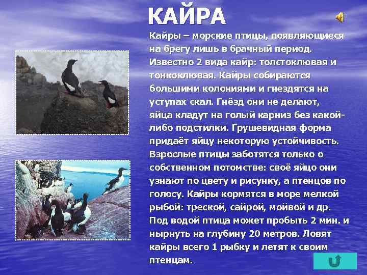 КАЙРА Кайры – морские птицы, появляющиеся на брегу лишь в брачный период. Известно 2