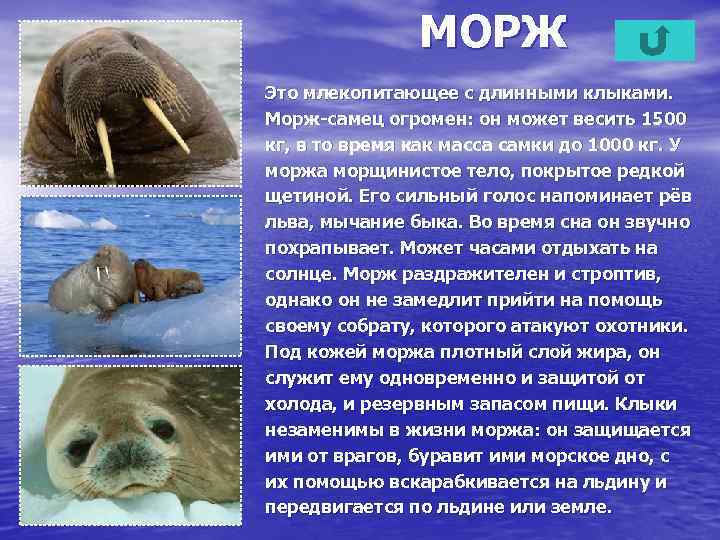 МОРЖ Это млекопитающее с длинными клыками. Морж-самец огромен: он может весить 1500 кг, в