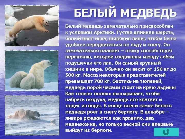 БЕЛЫЙ МЕДВЕДЬ Белый медведь замечательно приспособлен к условиям Арктики. Густая длинная шерсть, белый цвет