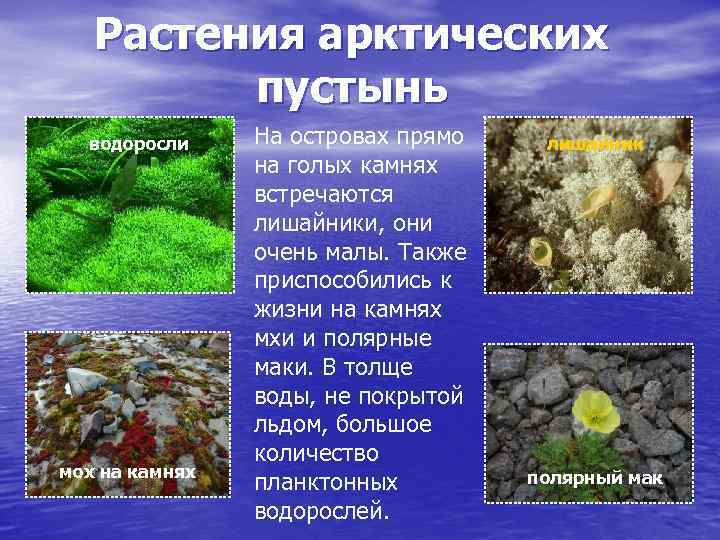 Растения арктических пустынь водоросли мох на камнях На островах прямо на голых камнях встречаются