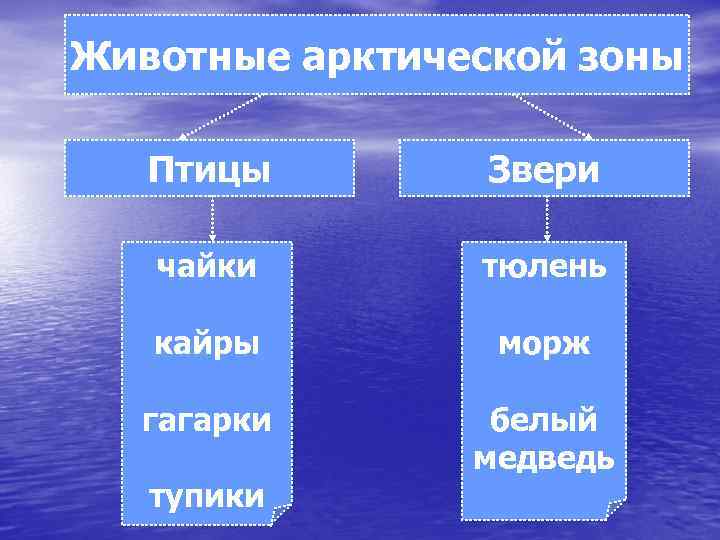 Животные арктической зоны Птицы Звери чайки тюлень кайры морж гагарки белый медведь тупики 