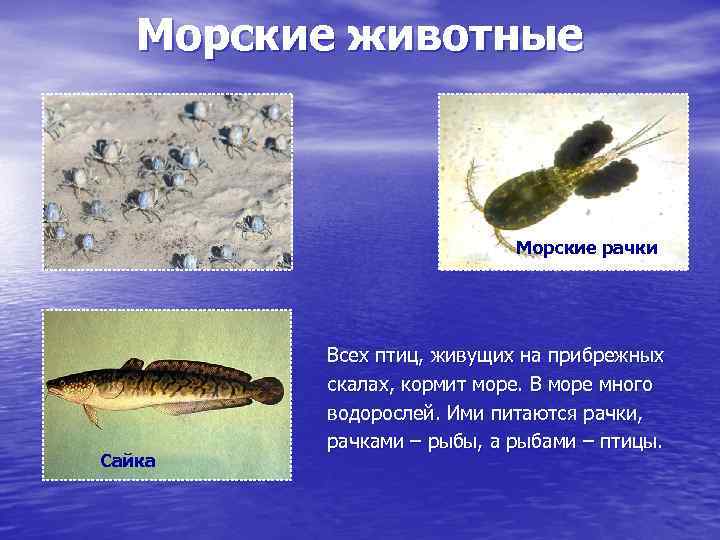 Морские животные Морские рачки Сайка Всех птиц, живущих на прибрежных скалах, кормит море. В