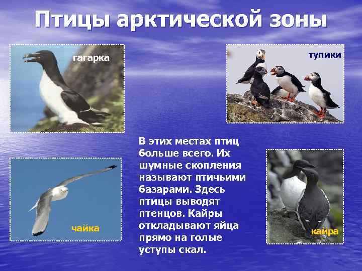Птицы арктической зоны тупики гагарка чайка В этих местах птиц больше всего. Их шумные