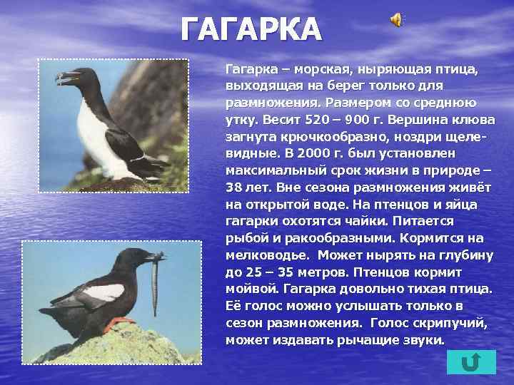 ГАГАРКА Гагарка – морская, ныряющая птица, выходящая на берег только для размножения. Размером со