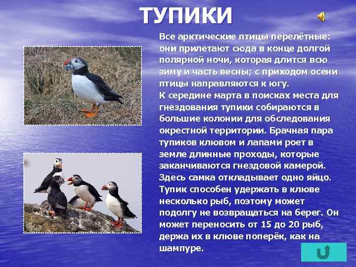 ТУПИКИ Все арктические птицы перелётные: они прилетают сюда в конце долгой полярной ночи, которая