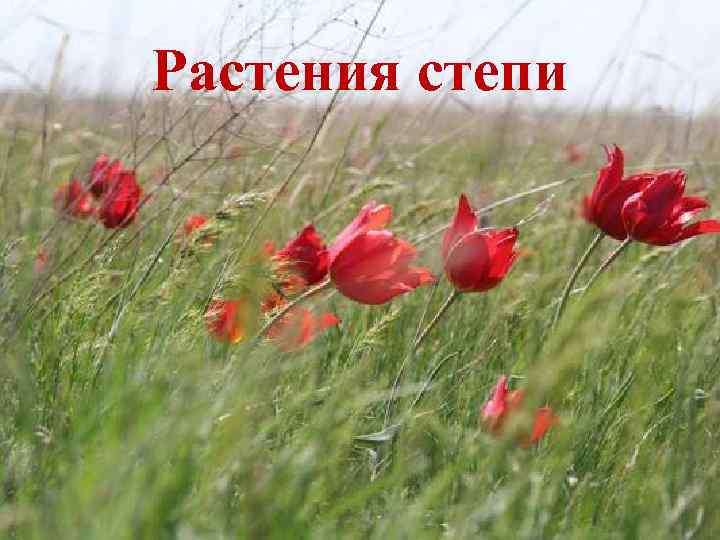 Растения степи 