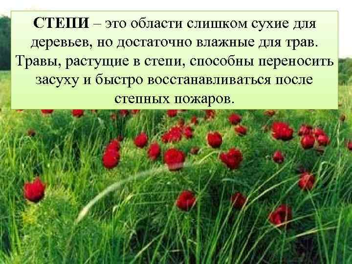 СТЕПИ – это области слишком сухие для деревьев, но достаточно влажные для трав. Травы,