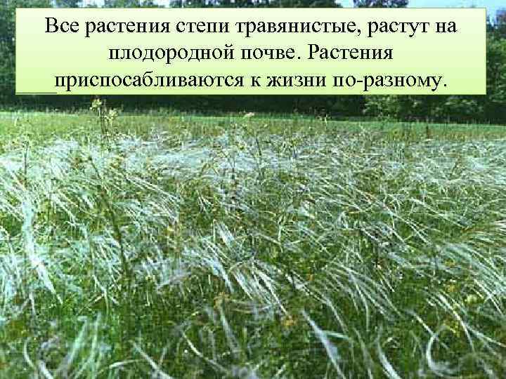 Все растения степи травянистые, растут на плодородной почве. Растения приспосабливаются к жизни по-разному. 