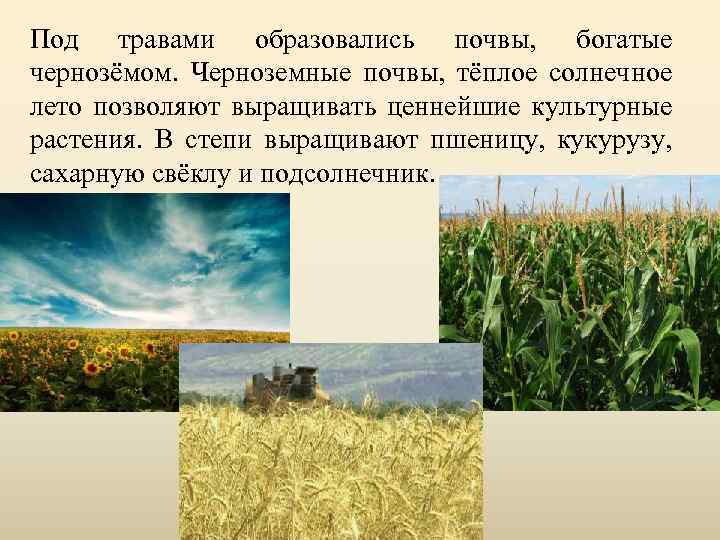 Под травами образовались почвы, богатые чернозёмом. Черноземные почвы, тёплое солнечное лето позволяют выращивать ценнейшие