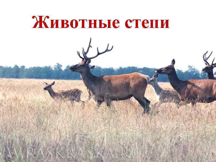 Животные степи 