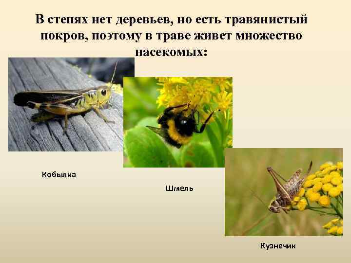 В степях нет деревьев, но есть травянистый покров, поэтому в траве живет множество насекомых: