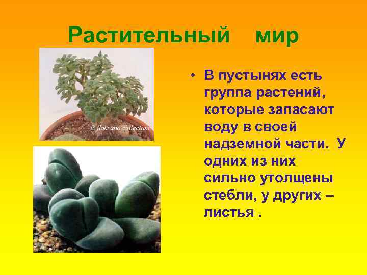 Растительный мир • В пустынях есть группа растений, которые запасают воду в своей надземной