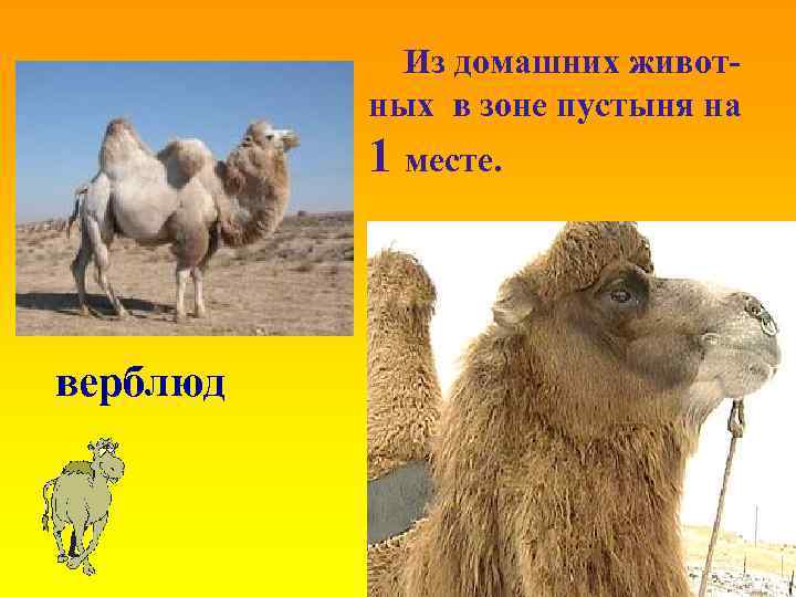 Из домашних животных в зоне пустыня на 1 месте. верблюд 