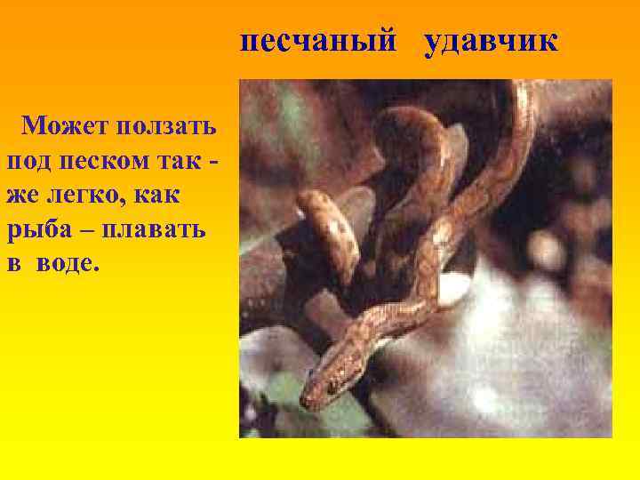 песчаный удавчик Может ползать под песком так же легко, как рыба – плавать в