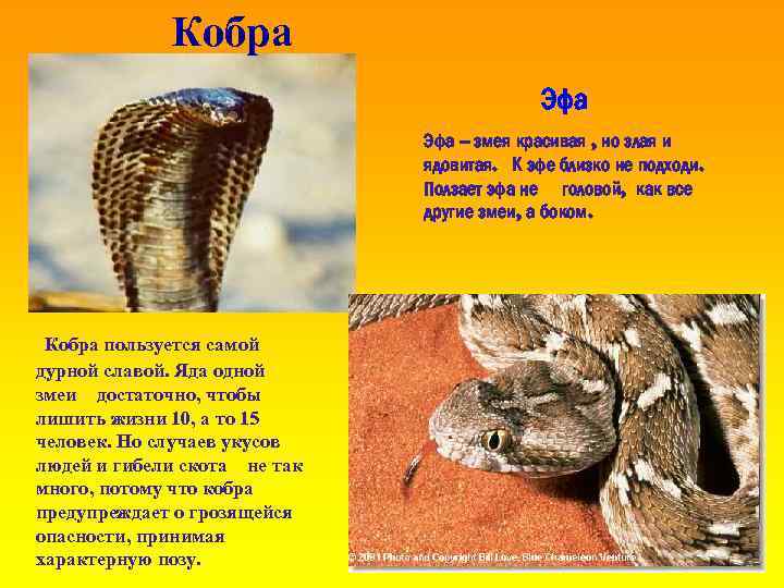 Кобра Эфа – змея красивая , но злая и ядовитая. К эфе близко не