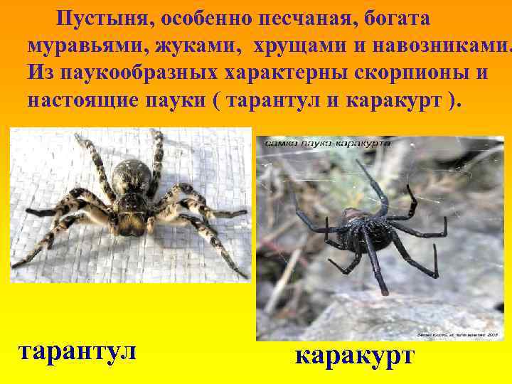 Пустыня, особенно песчаная, богата муравьями, жуками, хрущами и навозниками. Из паукообразных характерны скорпионы и