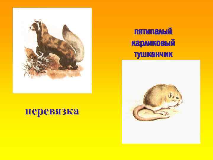 пятипалый карликовый тушканчик перевязка 