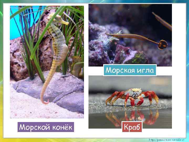 Морская игла Морской конёк Краб 