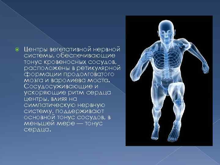  Центры вегетативной нервной системы, обеспечивающие тонус кровеносных сосудов, расположены в ретикулярной формации продолговатого